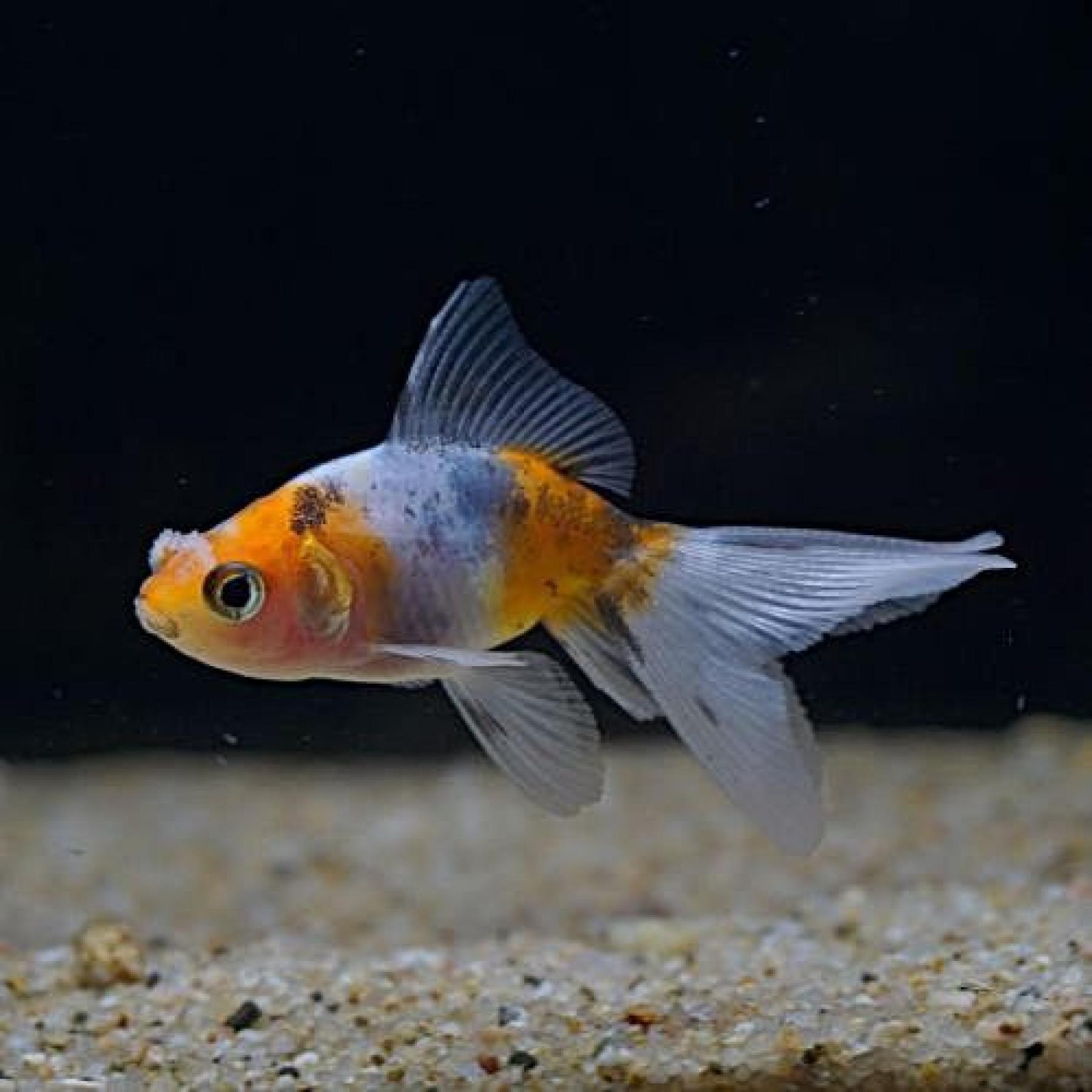 花房東錦（中国）