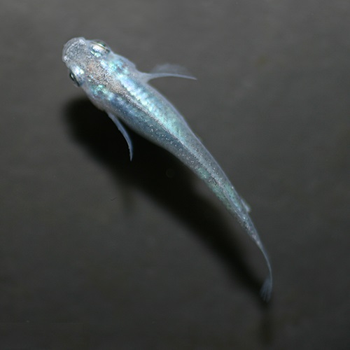 深海メダカ