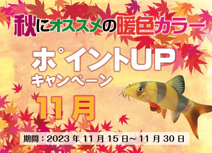 JPC 秋の観賞魚のオススメ企画